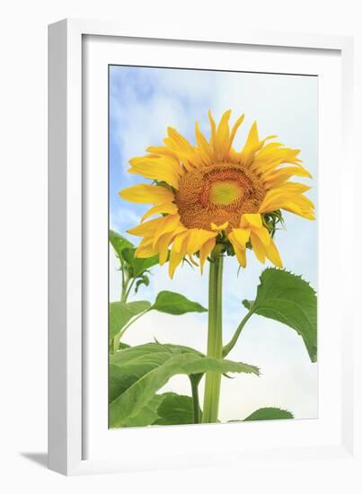 Sunflower, Community Garden, Moses Lake, Wa, USA-Stuart Westmorland-Framed Photographic Print