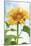 Sunflower, Community Garden, Moses Lake, Wa, USA-Stuart Westmorland-Mounted Photographic Print
