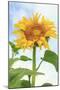 Sunflower, Community Garden, Moses Lake, Wa, USA-Stuart Westmorland-Mounted Photographic Print