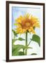 Sunflower, Community Garden, Moses Lake, Wa, USA-Stuart Westmorland-Framed Photographic Print