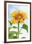 Sunflower, Community Garden, Moses Lake, Wa, USA-Stuart Westmorland-Framed Photographic Print