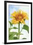 Sunflower, Community Garden, Moses Lake, Wa, USA-Stuart Westmorland-Framed Photographic Print