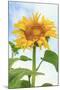 Sunflower, Community Garden, Moses Lake, Wa, USA-Stuart Westmorland-Mounted Photographic Print