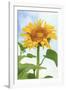 Sunflower, Community Garden, Moses Lake, Wa, USA-Stuart Westmorland-Framed Photographic Print