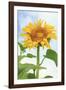 Sunflower, Community Garden, Moses Lake, Wa, USA-Stuart Westmorland-Framed Photographic Print