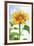 Sunflower, Community Garden, Moses Lake, Wa, USA-Stuart Westmorland-Framed Photographic Print