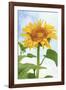 Sunflower, Community Garden, Moses Lake, Wa, USA-Stuart Westmorland-Framed Photographic Print