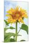 Sunflower, Community Garden, Moses Lake, Wa, USA-Stuart Westmorland-Mounted Premium Photographic Print