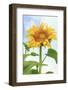 Sunflower, Community Garden, Moses Lake, Wa, USA-Stuart Westmorland-Framed Photographic Print