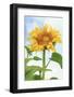 Sunflower, Community Garden, Moses Lake, Wa, USA-Stuart Westmorland-Framed Photographic Print