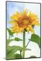 Sunflower, Community Garden, Moses Lake, Wa, USA-Stuart Westmorland-Mounted Photographic Print