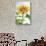Sunflower, Community Garden, Moses Lake, Wa, USA-Stuart Westmorland-Stretched Canvas displayed on a wall