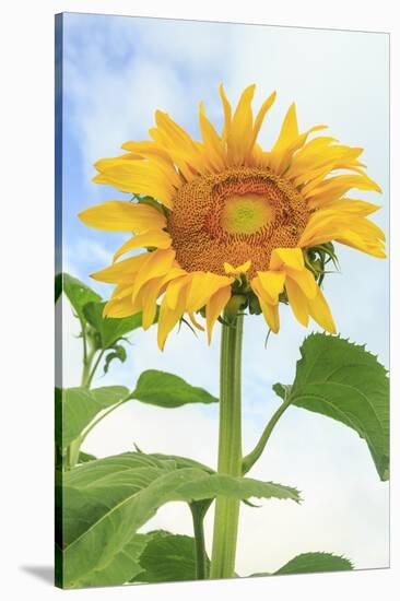 Sunflower, Community Garden, Moses Lake, Wa, USA-Stuart Westmorland-Stretched Canvas