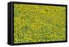 Sunflower Cultivations in the "Campina Cordobesa"-null-Framed Stretched Canvas