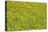 Sunflower Cultivations in the "Campina Cordobesa"-null-Stretched Canvas