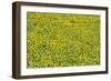 Sunflower Cultivations in the "Campina Cordobesa"-null-Framed Photographic Print