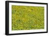 Sunflower Cultivations in the "Campina Cordobesa"-null-Framed Photographic Print