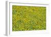 Sunflower Cultivations in the "Campina Cordobesa"-null-Framed Photographic Print