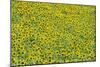 Sunflower Cultivations in the "Campina Cordobesa"-null-Mounted Photographic Print