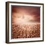 Sunflower Dawn-Luis Beltran-Framed Photographic Print