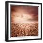 Sunflower Dawn-Luis Beltran-Framed Photographic Print