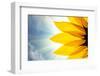 Sunflower Detail Isolated on White Background-logoboom-Framed Photographic Print