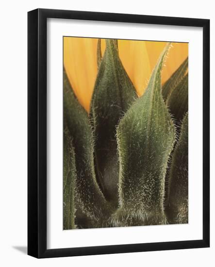 Sunflower Detail-null-Framed Photographic Print