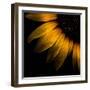 Sunflower Detail-Brian Carson-Framed Photo