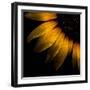 Sunflower Detail-Brian Carson-Framed Photo
