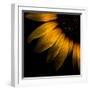 Sunflower Detail-Brian Carson-Framed Photo