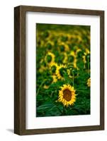 Sunflower Farm Along I25 Outside of Fort Collins at Dusk-Daniel Gambino-Framed Photographic Print