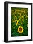 Sunflower Farm Along I25 Outside of Fort Collins at Dusk-Daniel Gambino-Framed Photographic Print