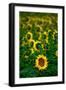 Sunflower Farm Along I25 Outside of Fort Collins at Dusk-Daniel Gambino-Framed Photographic Print