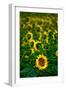 Sunflower Farm Along I25 Outside of Fort Collins at Dusk-Daniel Gambino-Framed Photographic Print