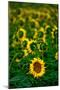 Sunflower Farm Along I25 Outside of Fort Collins at Dusk-Daniel Gambino-Mounted Photographic Print