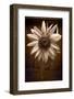 Sunflower Farm B W-Steve Gadomski-Framed Photographic Print