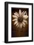 Sunflower Farm B W-Steve Gadomski-Framed Photographic Print