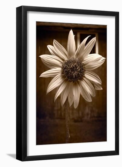 Sunflower Farm B W-Steve Gadomski-Framed Photographic Print