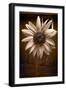 Sunflower Farm B W-Steve Gadomski-Framed Photographic Print