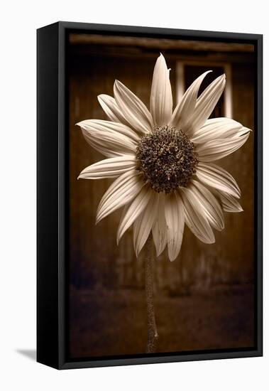 Sunflower Farm B W-Steve Gadomski-Framed Stretched Canvas
