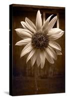 Sunflower Farm B W-Steve Gadomski-Stretched Canvas