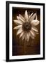 Sunflower Farm B W-Steve Gadomski-Framed Photographic Print