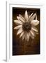 Sunflower Farm B W-Steve Gadomski-Framed Photographic Print