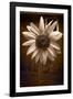 Sunflower Farm B W-Steve Gadomski-Framed Photographic Print
