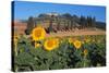 Sunflower field and cottage, San Giovanni d'Asso, Province of Siena, Tuscany, Italy-null-Stretched Canvas