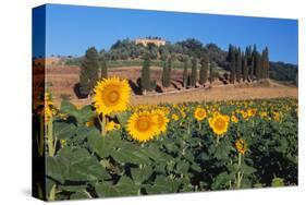 Sunflower field and cottage, San Giovanni d'Asso, Province of Siena, Tuscany, Italy-null-Stretched Canvas