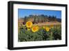 Sunflower field and cottage, San Giovanni d'Asso, Province of Siena, Tuscany, Italy-null-Framed Art Print