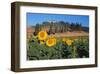 Sunflower field and cottage, San Giovanni d'Asso, Province of Siena, Tuscany, Italy-null-Framed Art Print