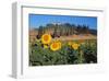 Sunflower field and cottage, San Giovanni d'Asso, Province of Siena, Tuscany, Italy-null-Framed Art Print