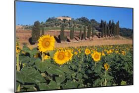 Sunflower field and cottage, San Giovanni d'Asso, Province of Siena, Tuscany, Italy-null-Mounted Art Print